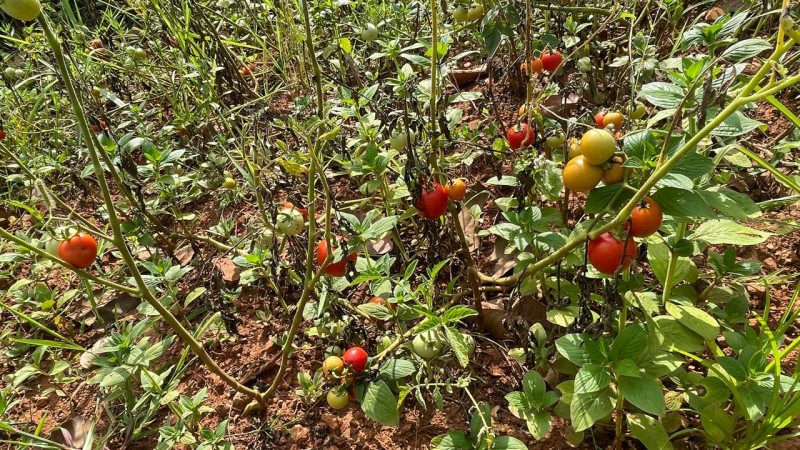 EVON – Agroforest Resource Centre